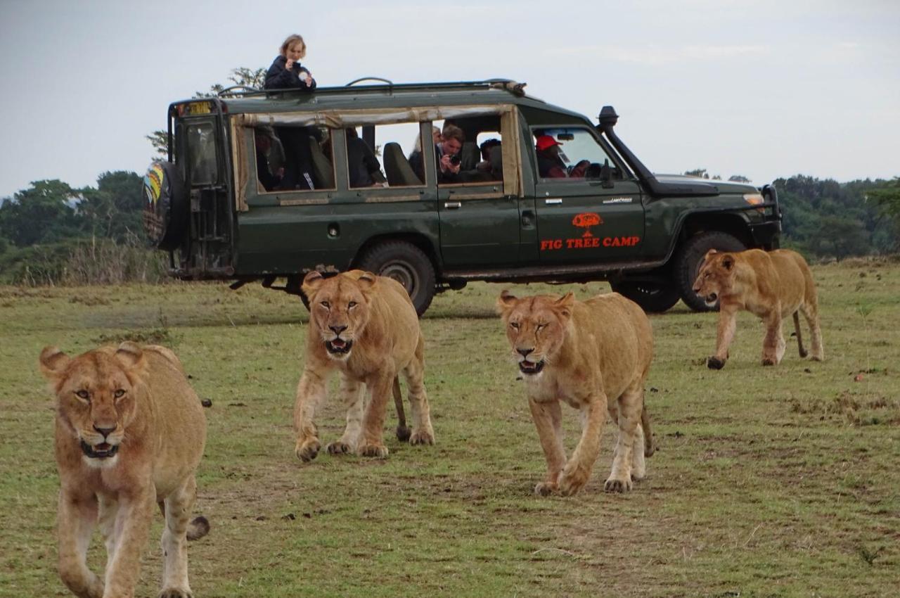 Fig Tree Camp - Maasai Mara Hotel Talek ภายนอก รูปภาพ